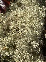 Cladonia subtenuis