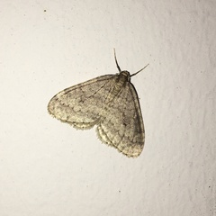 Operophtera