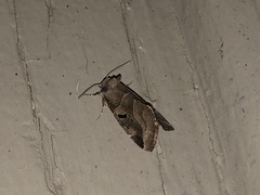 Plagiomimicus pityochromus