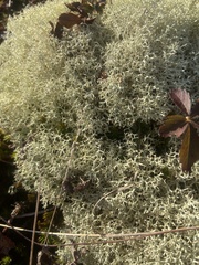 Cladonia subtenuis