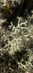 Cladonia subtenuis