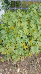 Broussonetia papyrifera