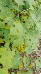 Broussonetia papyrifera