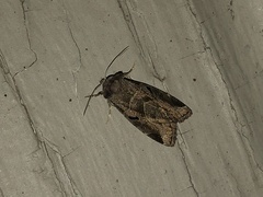 Plagiomimicus pityochromus