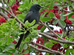 Melaenornis pammelaina ater