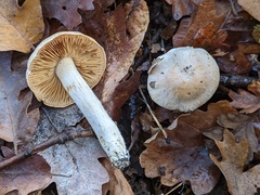 Cortinarius barbatus