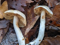 Cortinarius barbatus