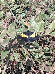 Catasticta teutila