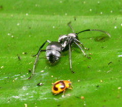 Polyrhachis schlueteri