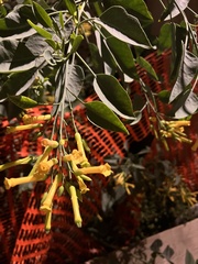 Nicotiana glauca