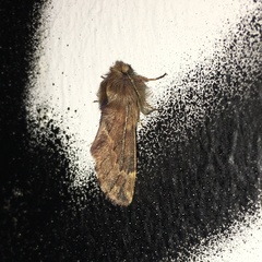 Ptilophora plumigera