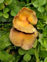 Hydnangiaceae