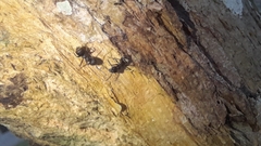 Dolichoderus bispinosus