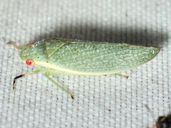 Rugosana
