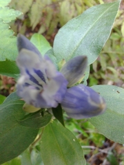 Gentiana villosa