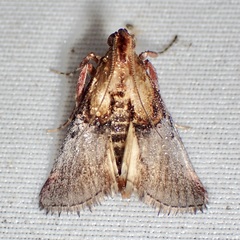 Cacozelia basiochrealis