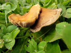 Hydnangiaceae