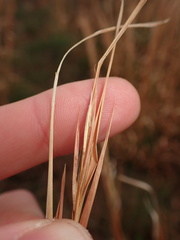 Andropogon virginicus