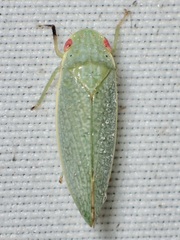 Rugosana