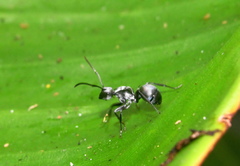 Polyrhachis schlueteri