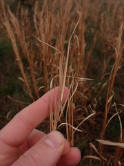Andropogon virginicus