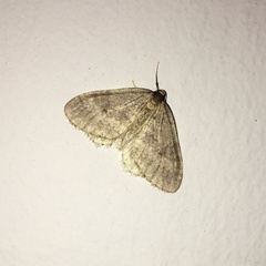 Operophtera