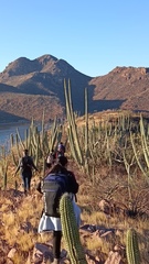 Stenocereus thurberi