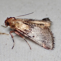 Cacozelia basiochrealis