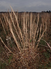 Andropogon virginicus