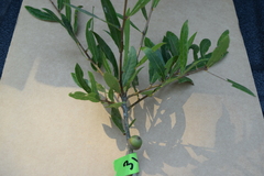 Quercus laurifolia