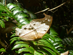 Protogoniomorpha duprei
