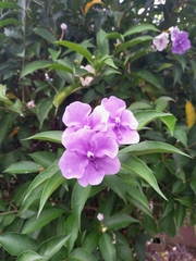Brunfelsia