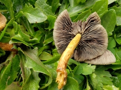 Hydnangiaceae
