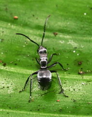 Polyrhachis schlueteri