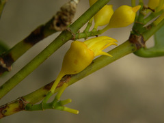 Mouriri acutiflora