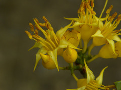 Mouriri acutiflora