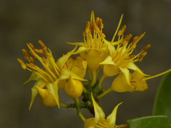 Mouriri acutiflora