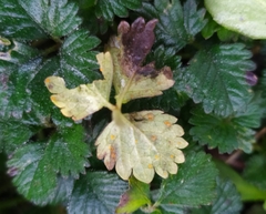 Phragmidium mexicanum