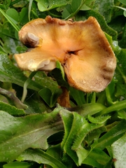 Hydnangiaceae