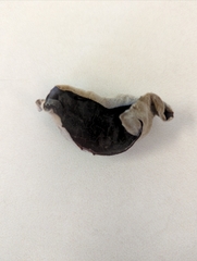 Auricularia nigricans