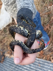 Lampropeltis nigra