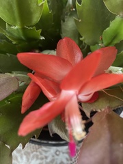 Schlumbergera