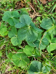 Oxalis debilis