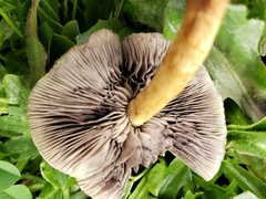 Hydnangiaceae