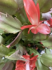 Schlumbergera