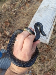 Lampropeltis nigra