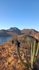 Stenocereus thurberi