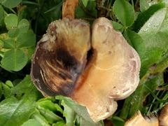 Hydnangiaceae