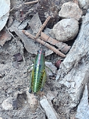 Aztecacris