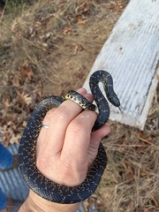 Lampropeltis nigra